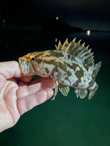 タケノコメバルの釣果