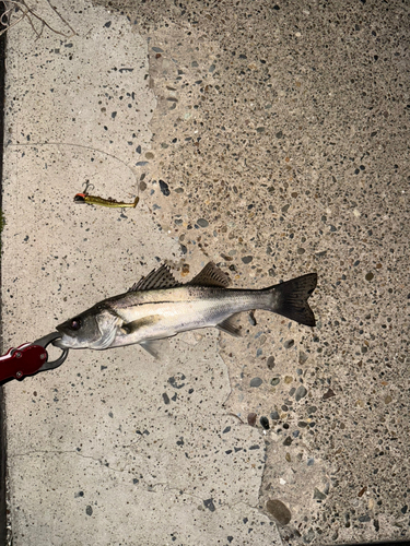 セイゴ（マルスズキ）の釣果