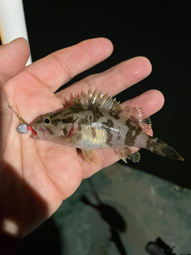 タケノコメバルの釣果