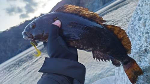 アイナメの釣果