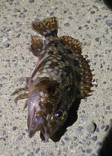 カサゴの釣果