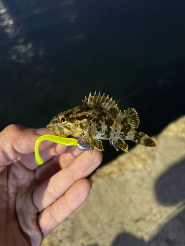 タケノコメバルの釣果