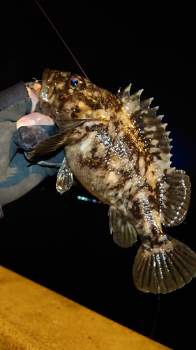 ムラソイの釣果