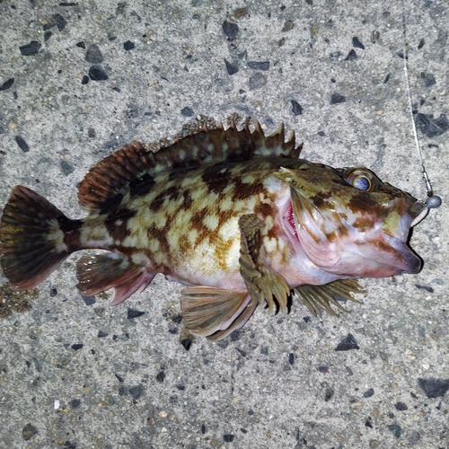 カサゴの釣果