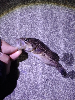 クロソイの釣果