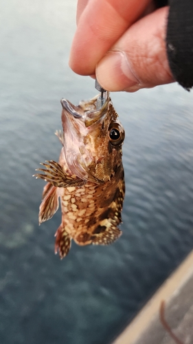 カサゴの釣果