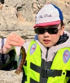 ニシキベラの釣果