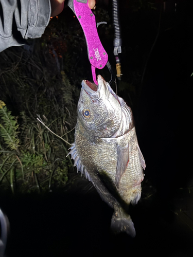 チヌの釣果