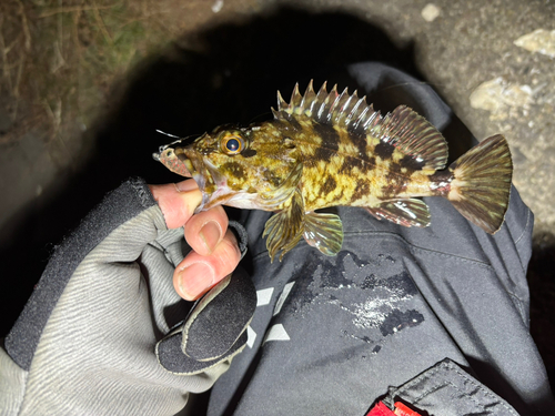 タケノコメバルの釣果