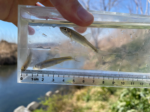 アブラハヤの釣果