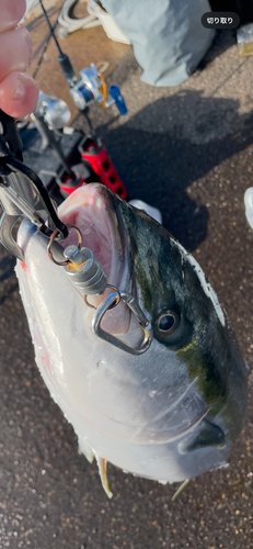 ブリの釣果