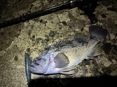 クロソイの釣果