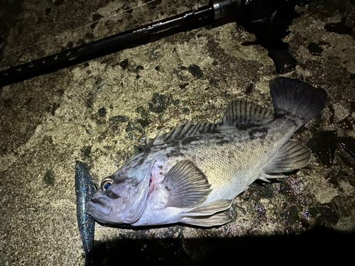 クロソイの釣果