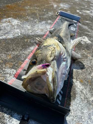 シーバスの釣果