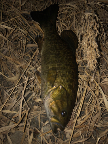 スモールマウスバスの釣果