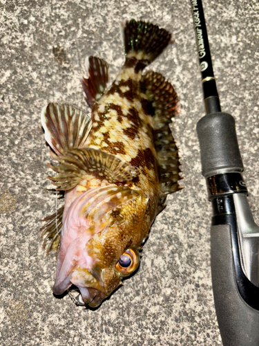 カサゴの釣果