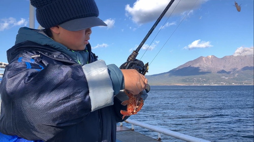 アラカブの釣果