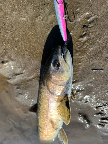 アメマスの釣果