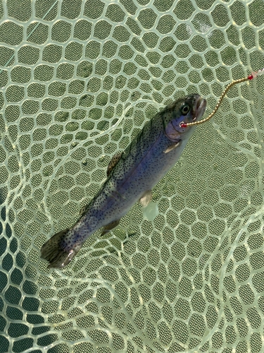 ニジマスの釣果