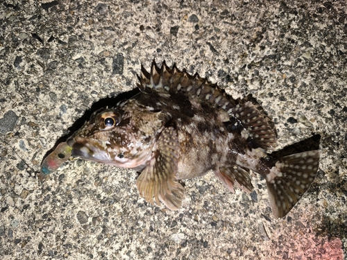 カサゴの釣果