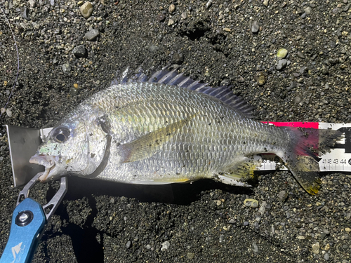 キチヌの釣果