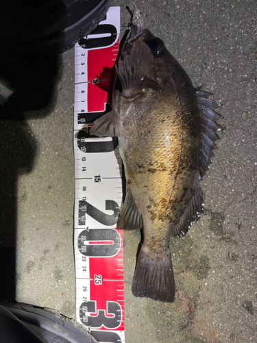 メバルの釣果
