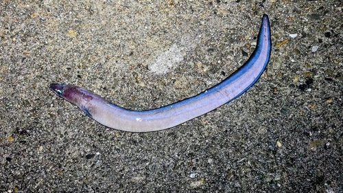 クロアナゴの釣果