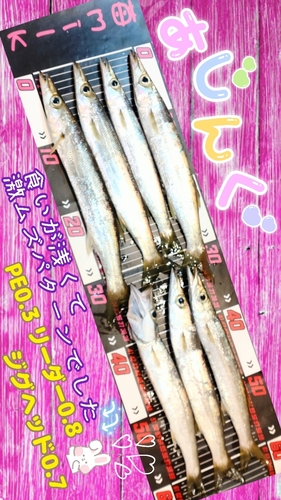 カマスの釣果