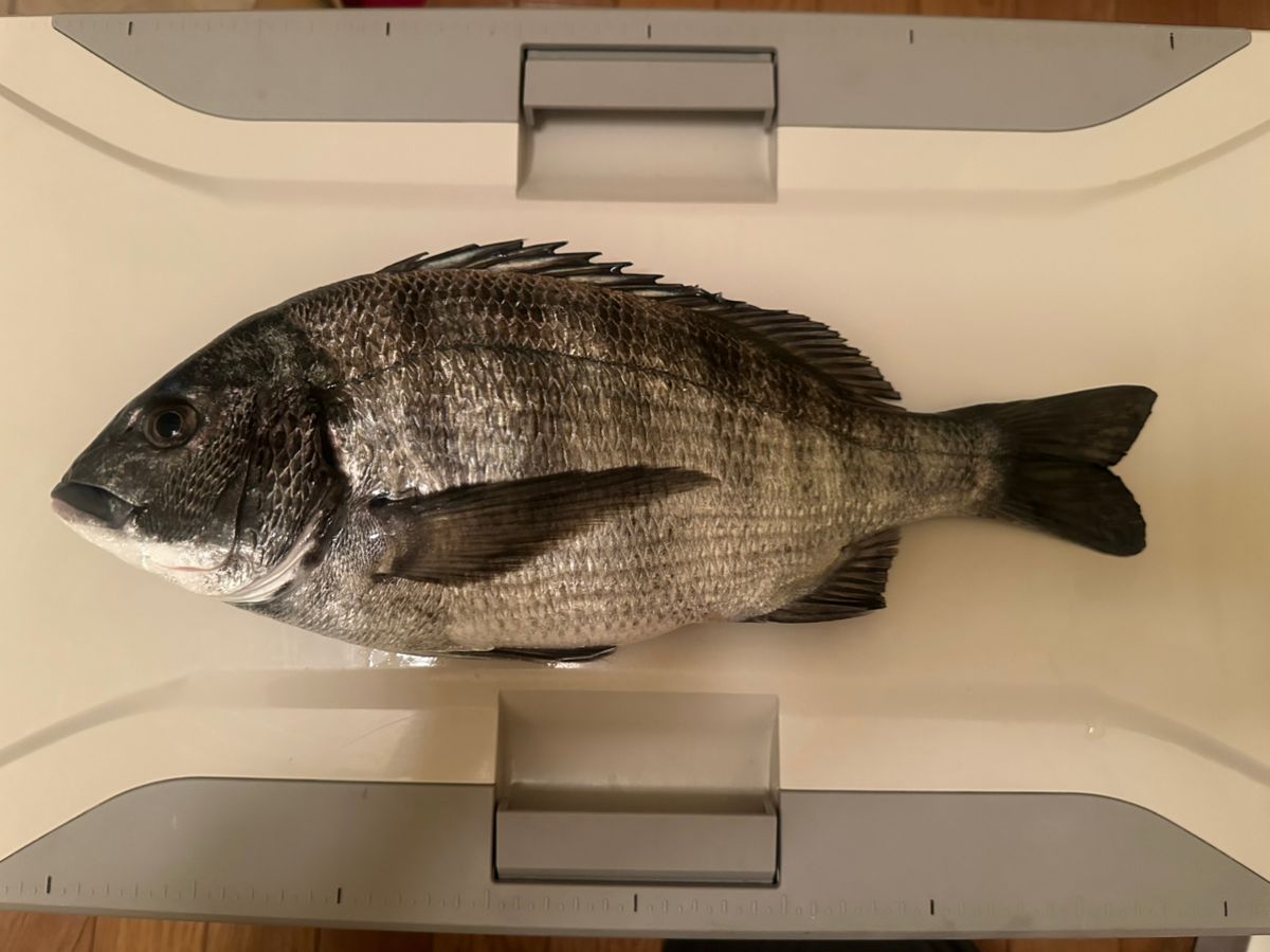 釣りキッチさんの釣果 1枚目の画像