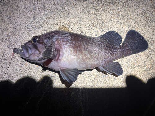 ソイの釣果