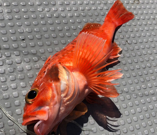 マハタの釣果