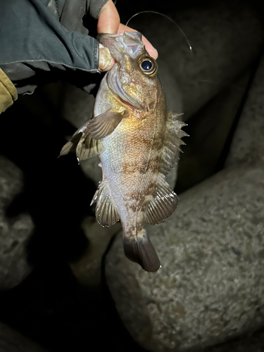 メバルの釣果