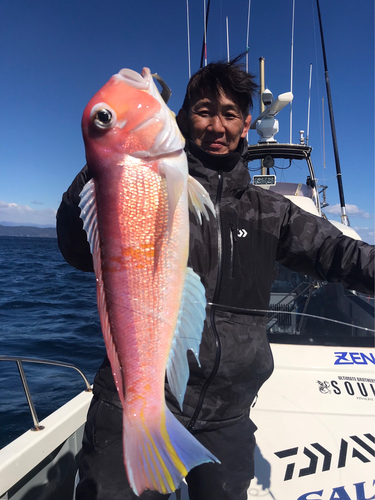 アマダイの釣果