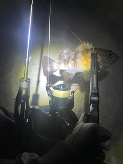 シロメバルの釣果