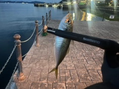 マアジの釣果