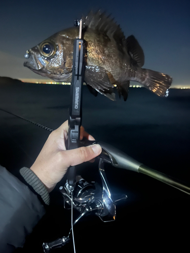 シロメバルの釣果