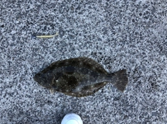 ヒラメの釣果