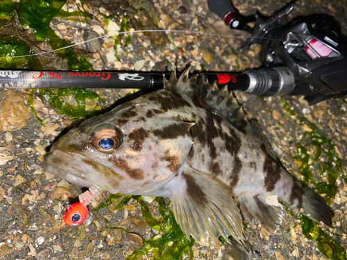 タケノコメバルの釣果