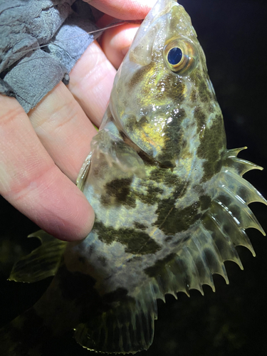 タケノコメバルの釣果