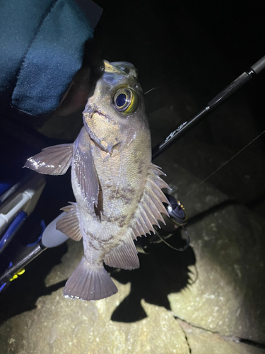 シロメバルの釣果