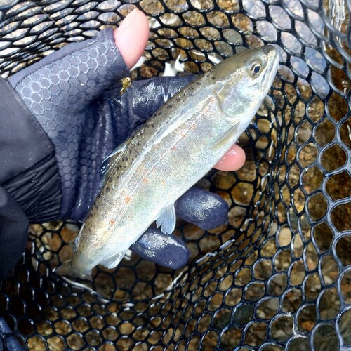 アマゴの釣果