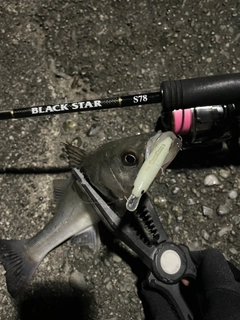 セイゴ（マルスズキ）の釣果