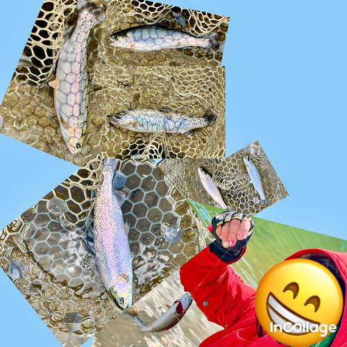 ニジマスの釣果