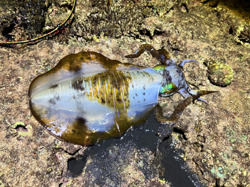 アオリイカの釣果