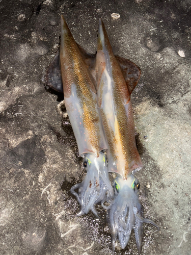 ヤリイカの釣果