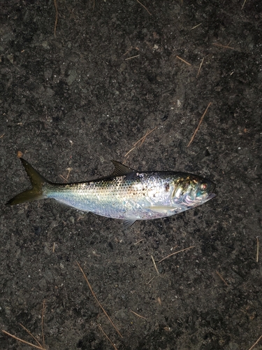 コノシロの釣果