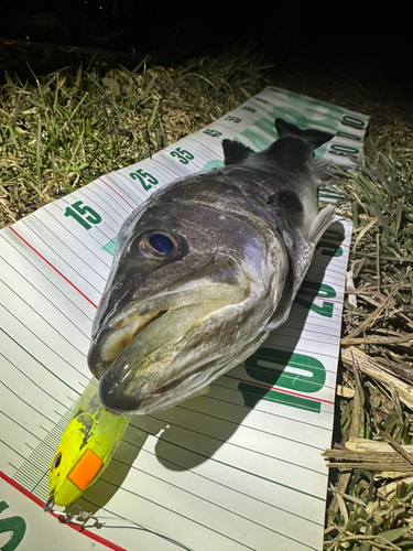 シーバスの釣果