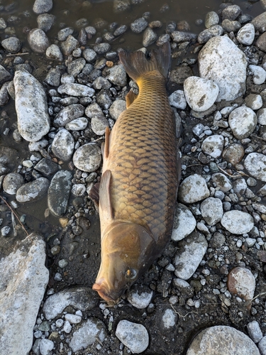 コイの釣果