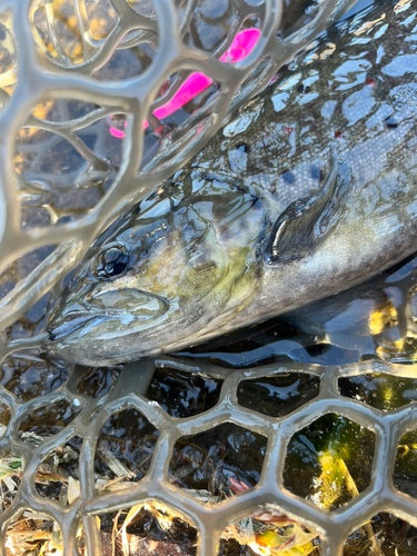 ブラウントラウトの釣果