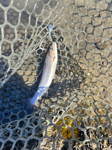 イワナの釣果